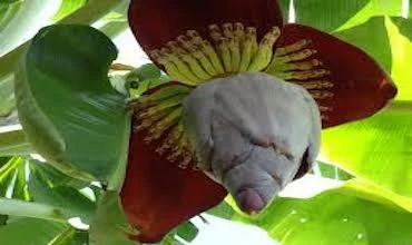केले का फूल Banana Flower